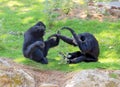 Chimpanzee Sitting On Grass. Chimpanzees In Zoo Royalty Free Stock Photo