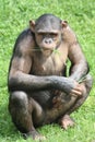 Chimpanzee sitting in the grass Royalty Free Stock Photo