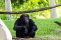 Chimpanzee sitting on the grass in a natural reserve Royalty Free Stock Photo