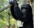 Chimpanzee Sitting and Holding Rope While Making Expression Royalty Free Stock Photo