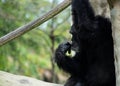 Chimpanzee Sitting and Holding Rope While Making Expression Royalty Free Stock Photo