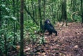 Chimpanzee Sitting in the Jungle in Kibale National PArk, Uganda Royalty Free Stock Photo