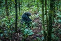 Chimpanzee Sitting in the Jungle in Kibale National Park, Uganda Royalty Free Stock Photo