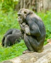 Chimpanzee sitting on a log and thinking Royalty Free Stock Photo