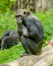 Chimpanzee sitting on a log and thinking Royalty Free Stock Photo