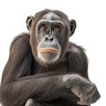 Chimpanzee sitting looking up with disappointed face, half body portrait isolated on white. Generatibe AI photo realistic Royalty Free Stock Photo