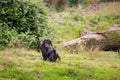 A chimpanzee is sitting in the meadow Royalty Free Stock Photo