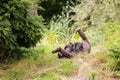 A chimpanzee is sitting in the meadow Royalty Free Stock Photo