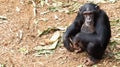 Chimpanzee sitting in nature and staring at the camera. The chimp has a very similar human position and look. International Royalty Free Stock Photo