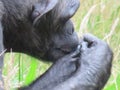 Chimpanzee sitting profile staring and checking it\'s finger