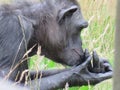Chimpanzee sitting profile staring and checking it\'s finger