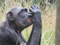 Chimpanzee sitting profile staring and checking it\'s finger