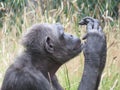 Chimpanzee sitting profile staring and checking it\'s finger