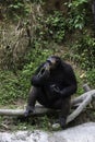 Chimpanzee