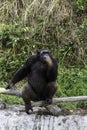 Chimpanzee