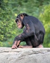 Chimpanzee nibbling leaf pieces