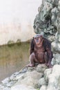 Chimpanzee sitting on the rock beside the pool. Royalty Free Stock Photo