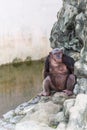 Chimpanzee sitting on the rock beside the pool. Royalty Free Stock Photo