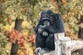 Chimpanzee sitting in sad pose on wooden trunk