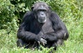 Chimpanzee sitting by some bushes Royalty Free Stock Photo
