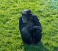 Chimpanzee sitting on some grass Royalty Free Stock Photo