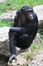 Chimpanzee sitting on the stone