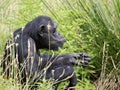 Chimpanzee sitting in tall grass