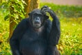 Chimpanzee sitting and thinking about something