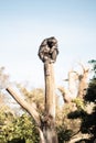 Chimpanzee sitting on the top of tree trunk in thoughtful humal like pose observing other animals.