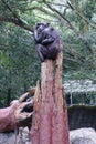 Chimpanzee sitting on a tree Royalty Free Stock Photo