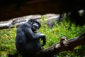 Chimpanzee sitting on a tree branch