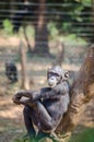 Chimpanzee sitting on tree looking calm and relaxed, Sierra Leone, Africa