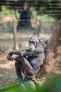 Chimpanzee sitting on tree looking calm and relaxed, Sierra Leone, Africa