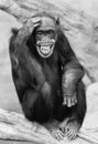 Smiling Chimpanzee scratching his head