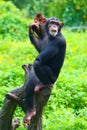 A Chimpanzee is sitting on the trunk in the zoo