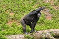 Chimpanzee standing Handing out arms for food