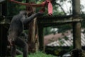 A chimpanzee standing with its back to the camera in Singapore zoo