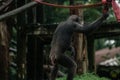 A chimpanzee standing with its back to the camera in Singapore zoo