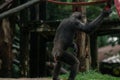 A chimpanzee standing with its back to the camera in Singapore zoo