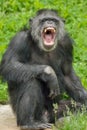 Chimpanzee Standing with Mouth Open Royalty Free Stock Photo