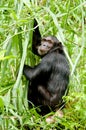 Chimpanzee stare Royalty Free Stock Photo