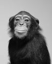 Chimpanzee studio portrait Royalty Free Stock Photo