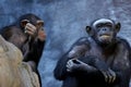 Chimpanzee talking Royalty Free Stock Photo