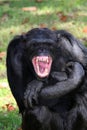 Chimpanzee Teeth Royalty Free Stock Photo