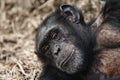 A Chimpanzee with a telling look