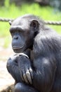 Chimpanzee thinking Royalty Free Stock Photo