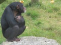 Chimpanzee thinking about life while sitting on a rock Royalty Free Stock Photo