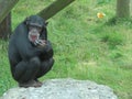 Chimpanzee thinking about life while sitting on a rock Royalty Free Stock Photo