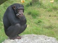 Chimpanzee thinking about life while sitting on a rock Royalty Free Stock Photo