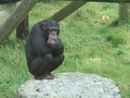 Chimpanzee thinking about life while sitting on a rock Royalty Free Stock Photo